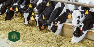 Franquia Reino Rural é uma ótima opção de baixo investimento em 2024 no maior setor do Brasil