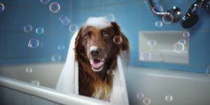 Um cachorro de porte grande enrolado em uma toalha dentro de uma banheira