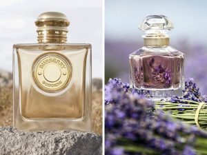 Perfumes importados com fragrância de Lavanda