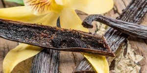 perfumes com notas de baunilha